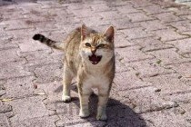 猫咪不吃饭呼吸不畅还呕吐是啥情况？该如何是好？