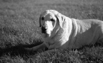 狗狗咳嗽吐了黄色泡沫是什么缘故？狗狗咳嗽吐了黄色泡沫该咋整？