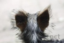 狗狗一直发出呜呜的声音是什么情况？该咋整？