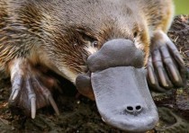 世界上最发现的动物（世界上最发现的动物有哪些）