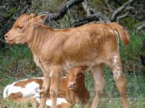 刚刚出生的小猫会不自觉摇头怎么弄会好？