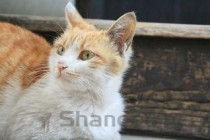 狗狗右眼下肿是啥情况？狗狗右眼下肿该怎么办？