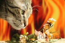 猫咪吐粮吐血泡是啥缘故？猫咪吐粮吐血泡怎么办？