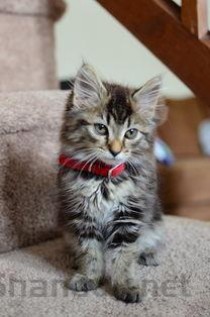 猫咪左眼睛流泪嘴巴红肿是咋回事？该如何是好？