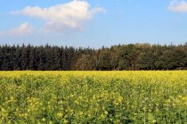 中国驰名双标段子，中国最牛双标