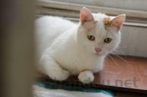 猫咪食欲不好是怎么回事？猫咪食欲不好要怎么调理？