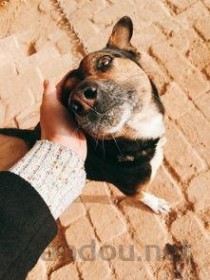 狗狗舌头突然有白圈是什么原因？狗狗舌头突然有白圈要怎么弄？