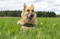 狗狗吐舌头突然会抽搐是什么原因？该如何解决？