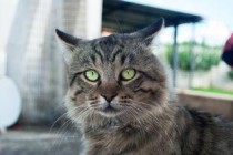 猫咪耳朵上掉毛是什么引起的？猫咪耳朵上掉毛要怎么调理？