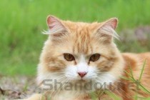 猫咪一直流清鼻涕半个多月该如何是好？