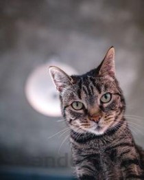 1个月小猫眼睛发白是啥缘故？1个月小猫眼睛发白怎么办？