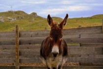 狗屁股处突然秃了，为何会这样？狗屁股处突然秃了该怎么处理才对？