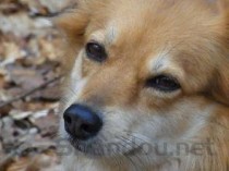 狗狗眼睛流眼泪是什么原因？狗狗眼睛流眼泪该如何解决？