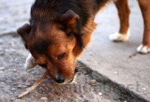 狗狗不吃狗粮是什么原因？狗狗不吃狗粮要如何应对？