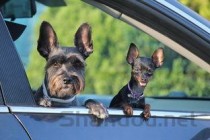 狗狗一直蹭耳朵一直在叫是什么原因？该怎么办？