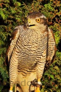 狗狗身上好几处结痂是什么情况？狗狗身上好几处结痂该咋办？