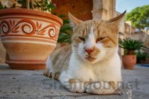 猫咪毛发变硬身体发臭是啥情况？要如何应对？