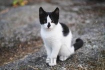 猫突然一只眼睛睁不开了的缘由何在？有什么办法恢复？