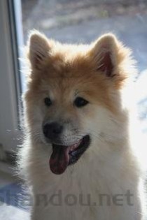 狗狗呕吐拉稀拉血，为何会这样？狗狗呕吐拉稀拉血该如何解决？