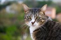 猫咪排便发现盆里有血呕吐一次有什么办法恢复？