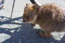 小猫掉腰子是到底怎么了？小猫掉腰子要怎么改善？