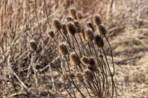 狗狗乳腺全切手术伤口有点淤血是什么情况？该如何解决？