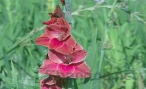 狗狗气喘右侧肋骨凸起是什么缘故？怎么弄会好？