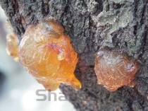 世界上最恐怖的疾病是什么，世界上最恐慌的病例