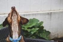 刚养的狗狗不吃东西的缘由何在？刚养的狗狗不吃东西该咋整？