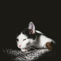 猫咪脚趾有一个红肿有出血是到底怎么了？要怎么调理？