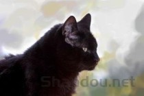 猫咪片左后腿瘸了是什么原因导致的？猫咪片左后腿瘸了该用什么办法？