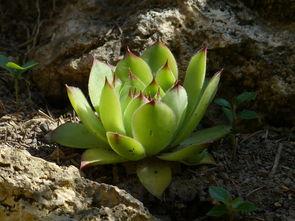 猫咪流红色眼泪有暗红色眼屎要怎么弄?