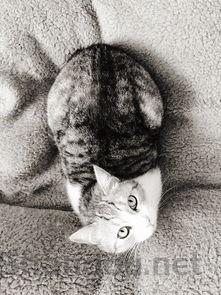 猫咪胸腔积液呼吸急促是怎么回事?该怎么处理?