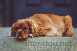 狗狗呕吐黄水白泡泡是啥情况?狗狗呕吐黄水白泡泡该咋整?