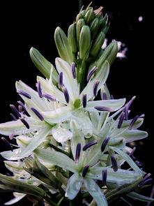 缝包机哪家好,世界包缝机历史排名前十