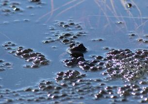 猫咪呼吸急促喘气是什么引起的?猫咪呼吸急促喘气要怎么改善?