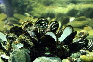 狗狗一直卡卡的咳嗽干呕的缘由何在?该如何解决?