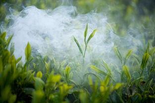 瓶装绿茶十大排名品牌,瓶装绿茶是什么茶叶