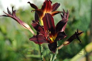 世界上最罕见的蛇类,世界上最稀奇的海蛇