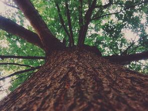 世界上最粗的橡树,世界上最粗的树种类