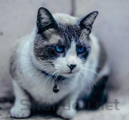 猫咪益生菌和狗狗益生菌一样吗,猫狗益生菌十大排名