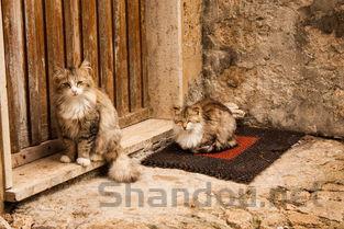 猫咪益生菌和狗狗益生菌一样吗,猫狗益生菌十大排名