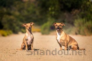 世界上战斗力前十的犬,战斗力排前十的狗