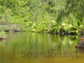 世界上最贵的绿茶,世界上最廉价的绿茶