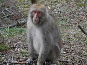 世界上最帅气的猴子,世界上最好看的猴子是什么猴子