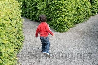 阴性前景水草十大排名,哪些水草是阴性水草