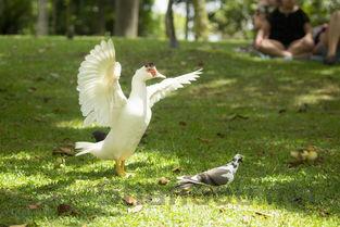最世界上最贵鸽子,最贵的鸽子是什么鸽子