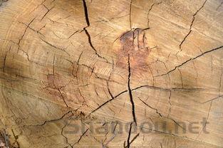 寿材木材哪里批发,寿材木材十大排名