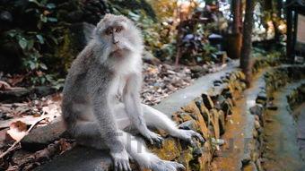 世界上最温柔的生物,世界上最温顺生物