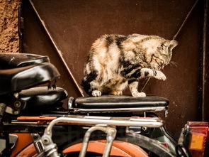 动物世界实力排名前十,动物世界排名前十的车